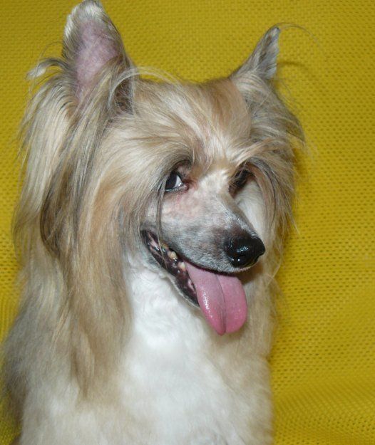 Follow Me Top Model De Rama