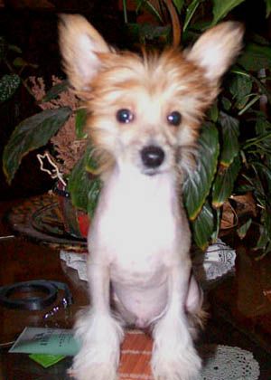 Oriental Jokes Babylon