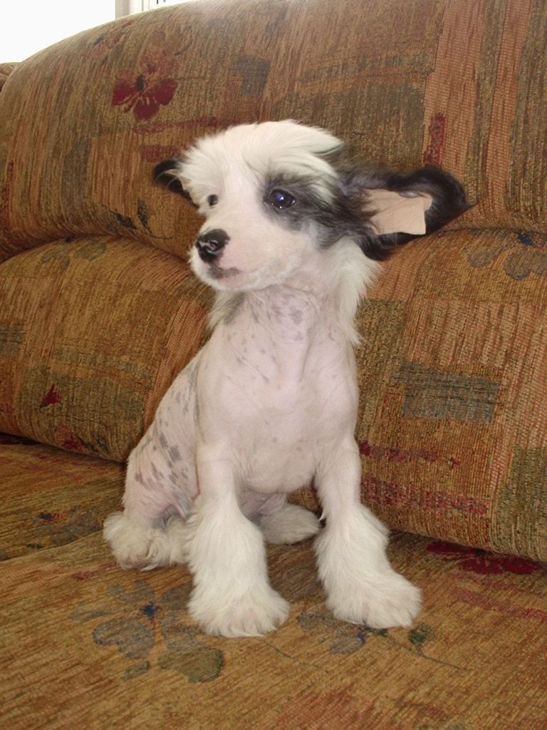 Collins Phil Zvonecek