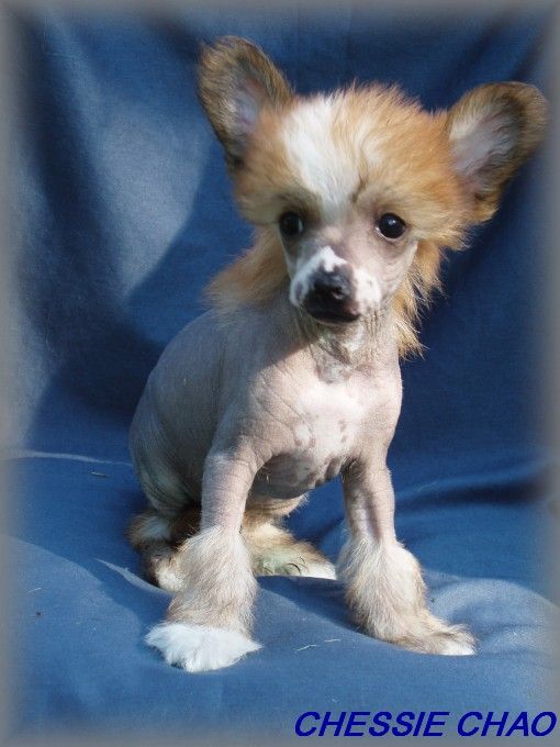 Chessie Chao Avokaduh