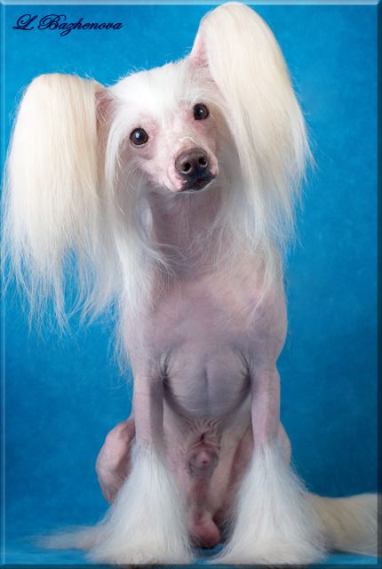 Fantastik Kashmir Leon Fleur