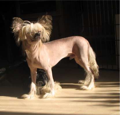 Spirit Of Mantra's Zixten