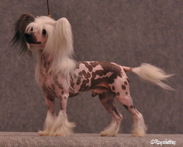 Secret Line's Secret Warrior