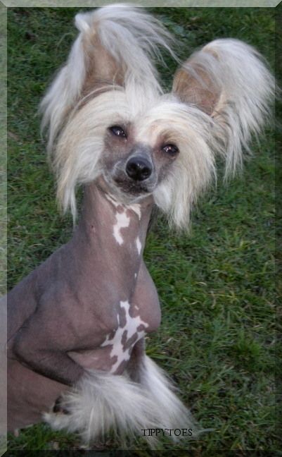 Tippytoes Summer Nights