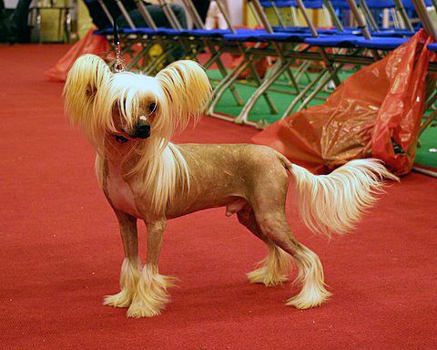 Galchris Mr Maddock With Chinois