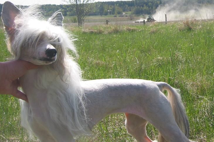 Flywheel's Brandolina