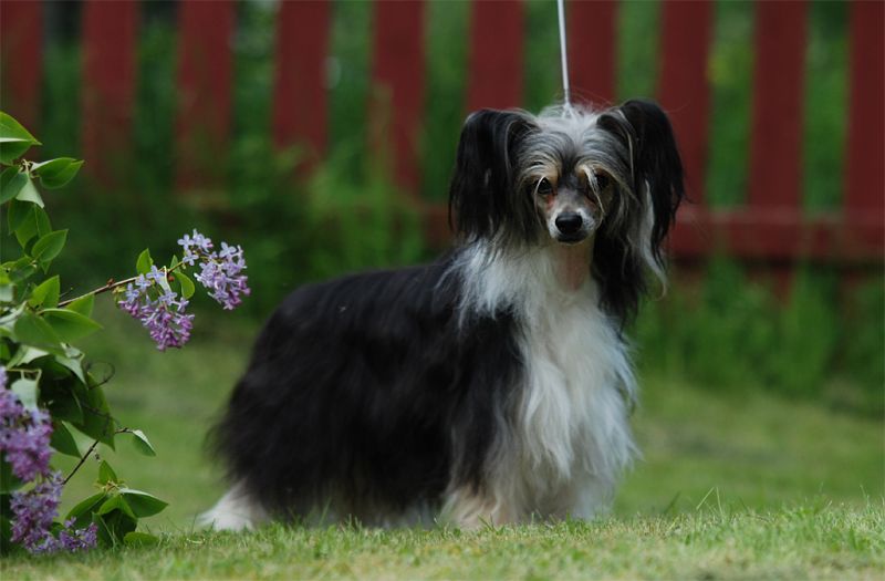 Sun Dan Love Of Our Life