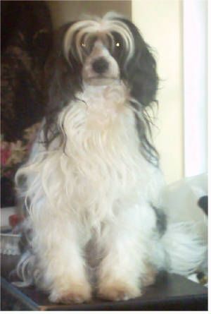 BridgetNaces Sirus Is Guilty