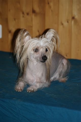 Mally's Teufelchen Wild Angel