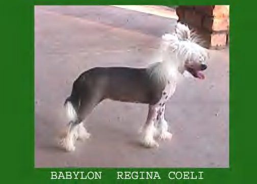 Babylon Regina Coeli