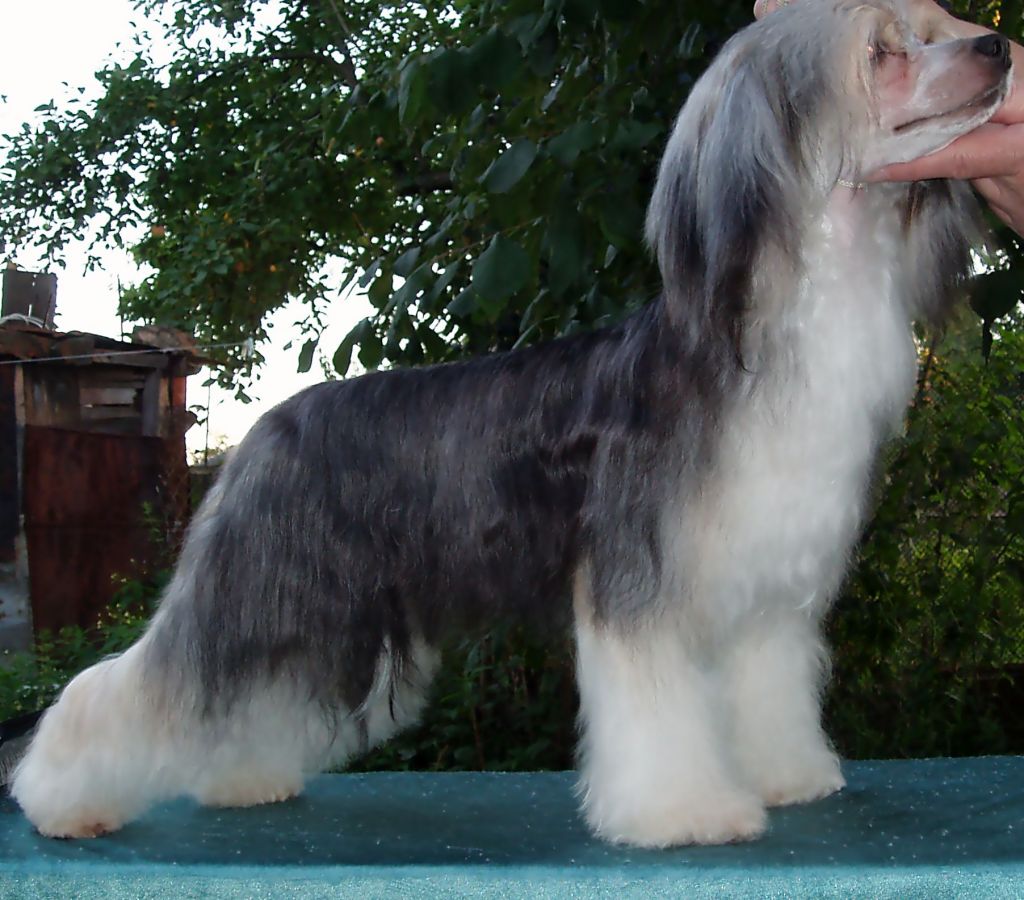 Vivat Sanraiz Ubiquites Success