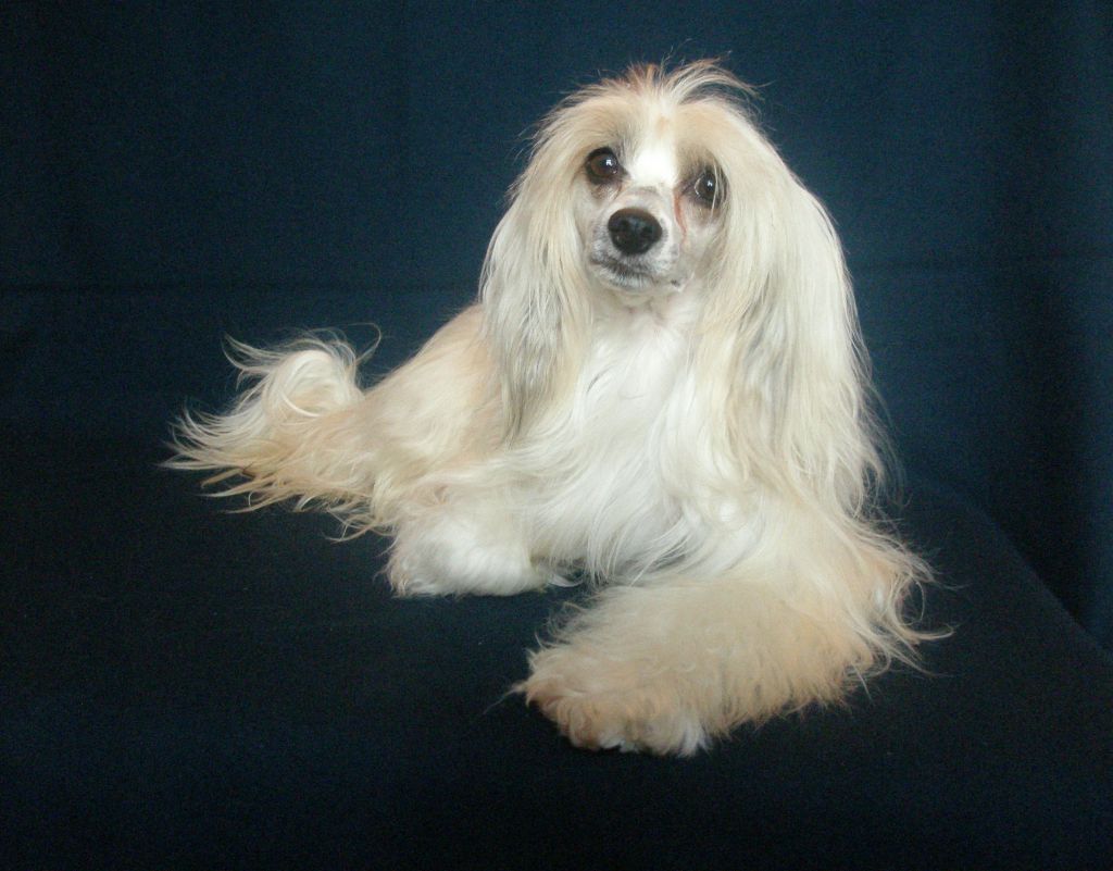 Brian Ren Dog Living