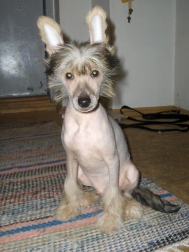 Tippytoes Hattori Hanzo