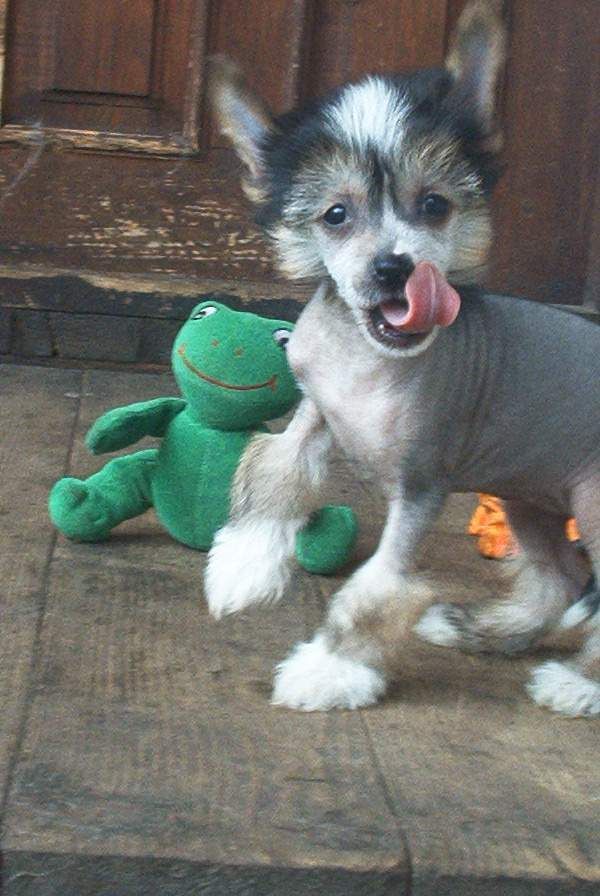 Tippytoes Vernita Green