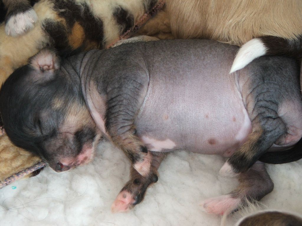 Konishiki Ticket To Heaven