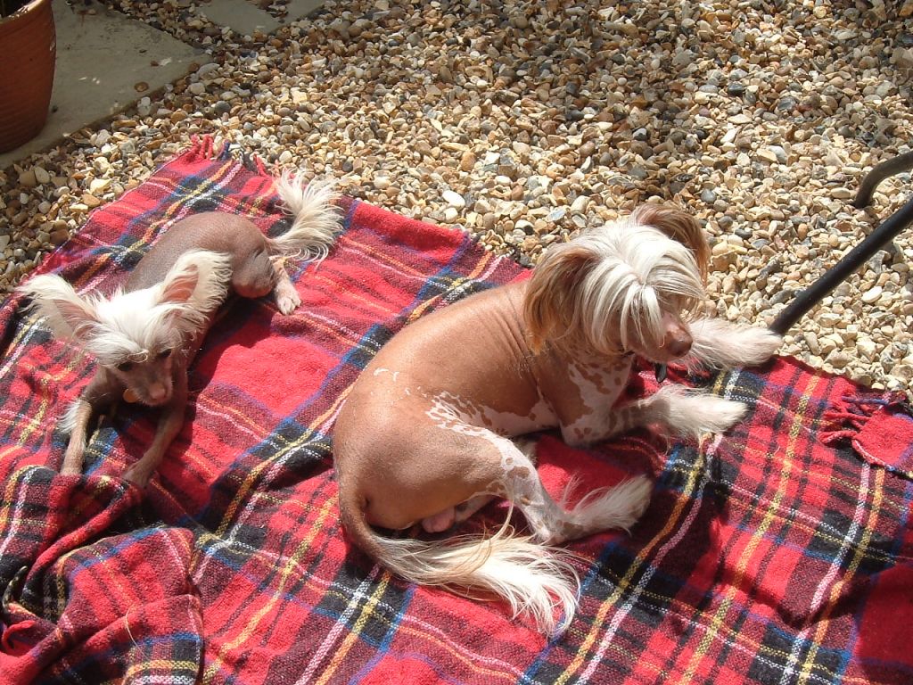 Konishiki Just The Ticket