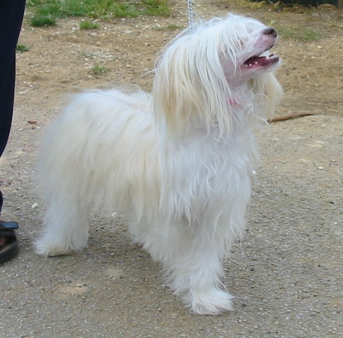 Konishiki Golden Ticket