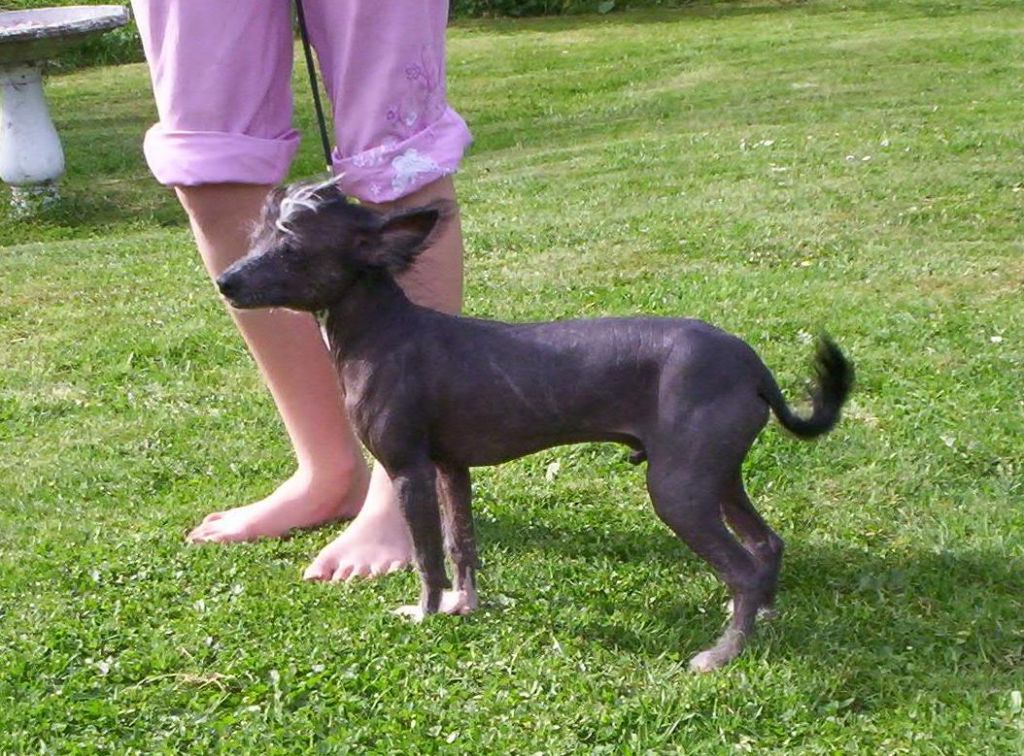 Cort wif Pants dwn of Pughbear