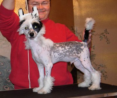 Aja Chattanooga Choo Choo