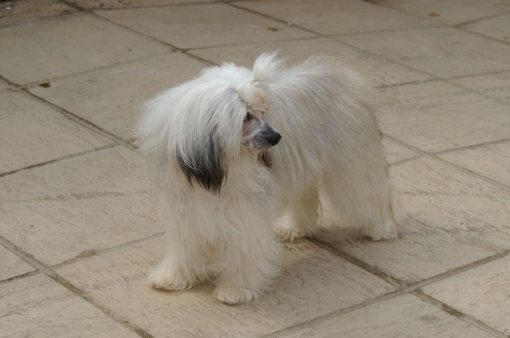 Zucci Candi Kisses for Leibwache