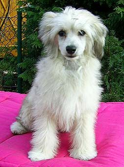 My Longtime Companion Cody