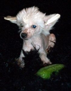 Opus Palmare Bosko Barkarole