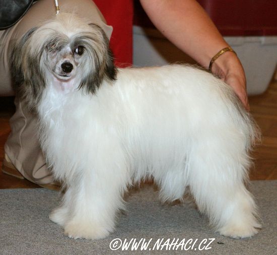 Daisy Pernstejnský andel