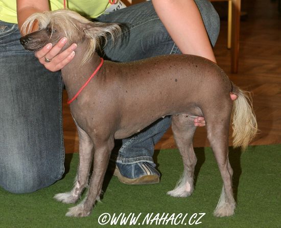 Ciccolina Jarní louka