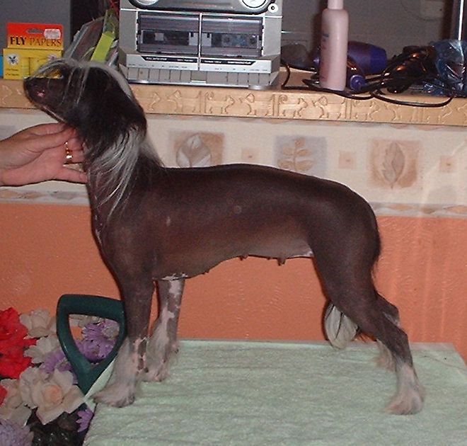 Cresties Dancing Storm