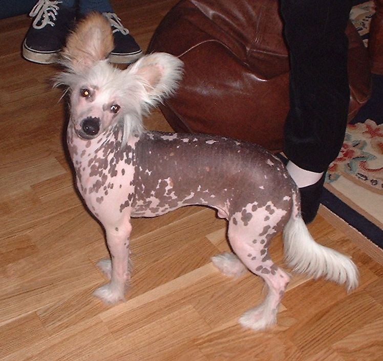 Cresties Mischief Maker