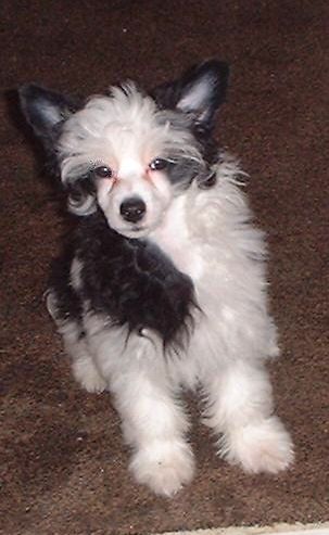 Cresties Velvet Skye