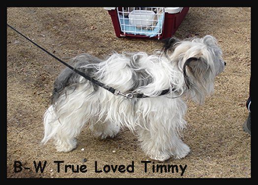 Blue Wing's True Love'd Timmy