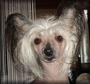 Blue Wing's True Hairless Nicolina