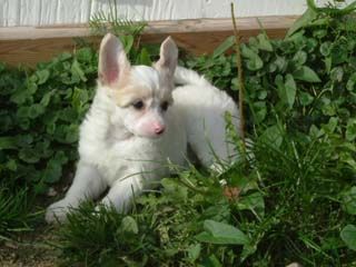 Chineseblue's Full Creme