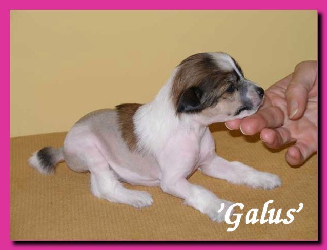 Mister Franklin The Little Galus