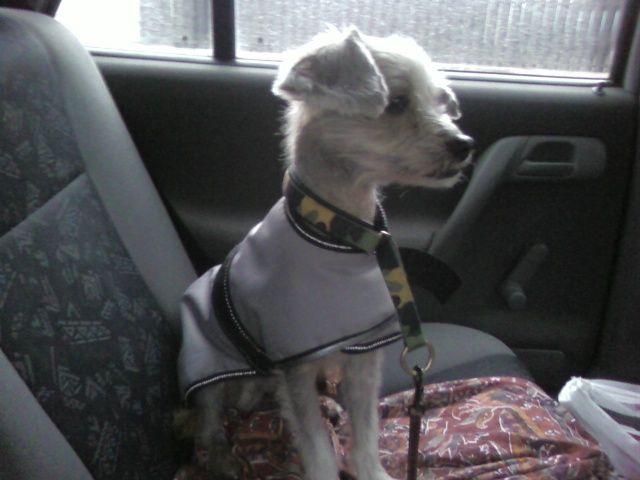 Mewtwo's Bilbo The Hob