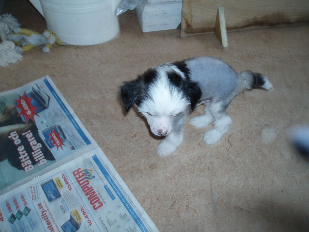 Idanixx Adam Alabaster And Ebony