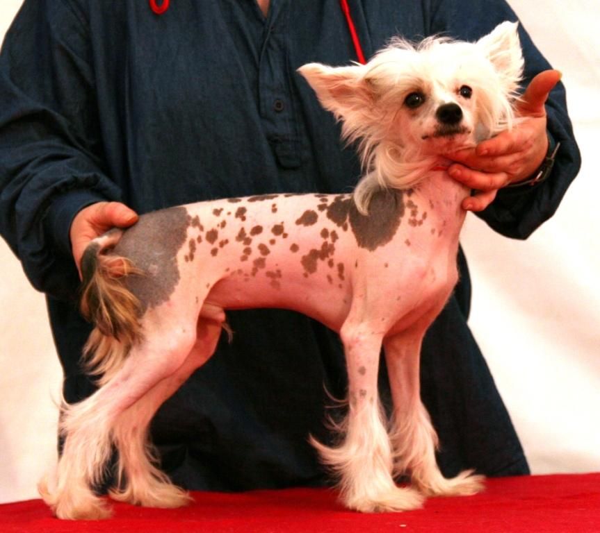 Bo Bhun Des Muses Du Haut Forez