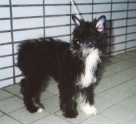 Wonder Mystery JP Izarra