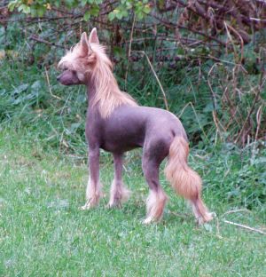 Foxtrott GabriTho San-Dechan