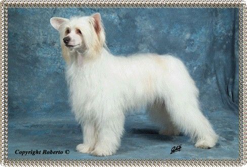 Cappuccino White by Change of Heart