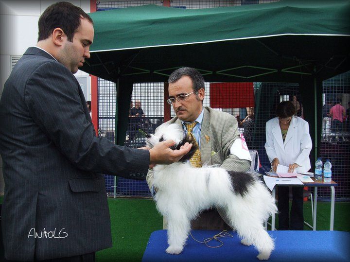 Envoy of Fortune Al Maarii Sapphire