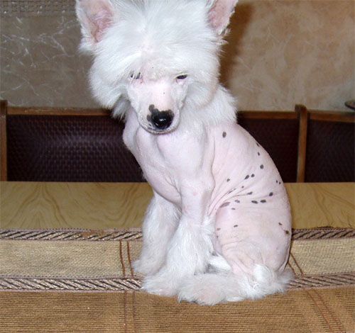 Bi-Lav Plus Elena Prekrasnaya