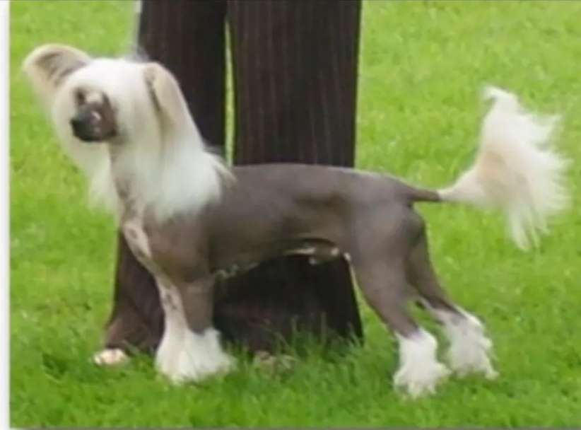 CH Bryelis Jemhadar Warrior SHCM