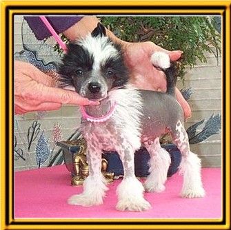 Fight for your Right von Shinbashi