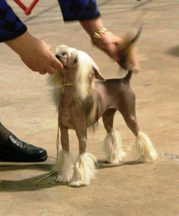 Gemstone's Cindondra Sheer Bliss,RN