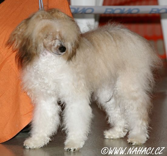 Hortenzie Kalis z Treste