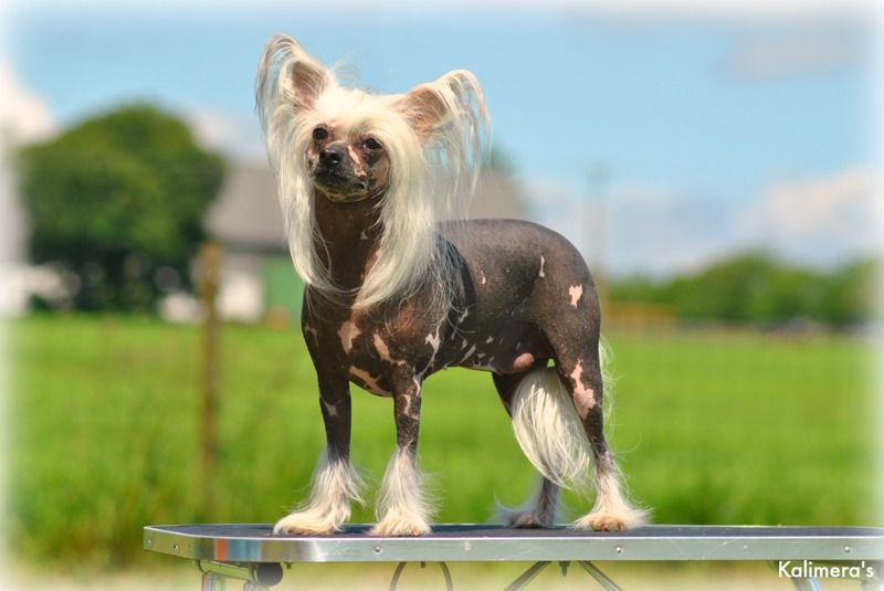 Chodlik Glorios-Godiva