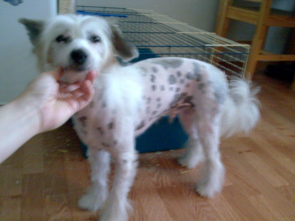 Belshaw's Beverly Hills