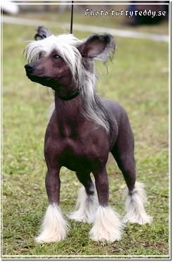 Bai Long's China Doll